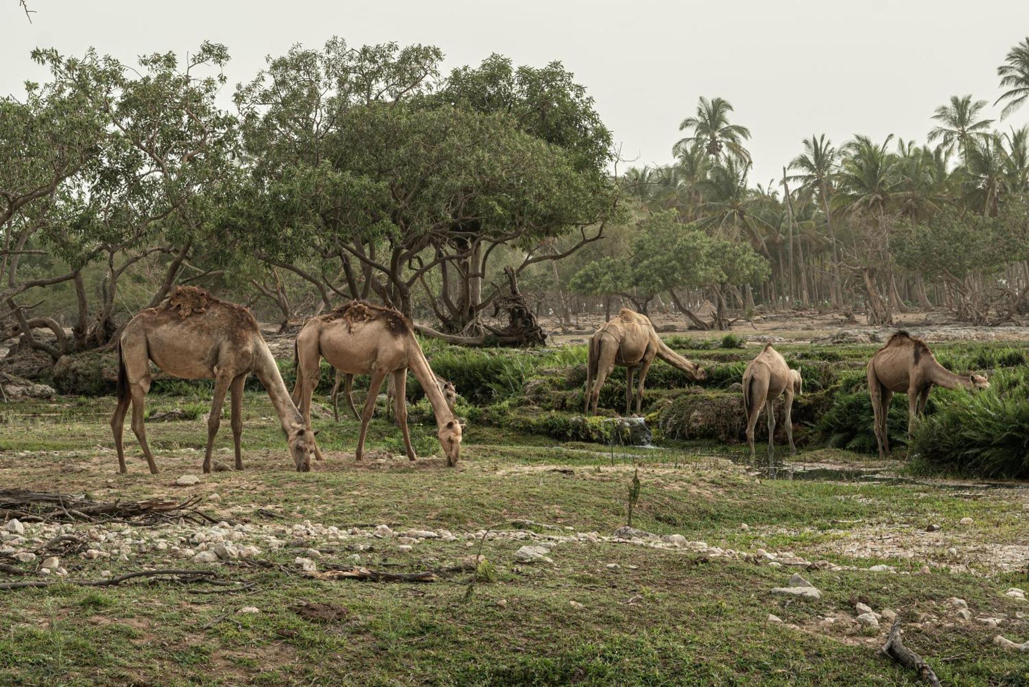Fanar Hotel & Residences Salalah Esterno foto Camels grazing in the park